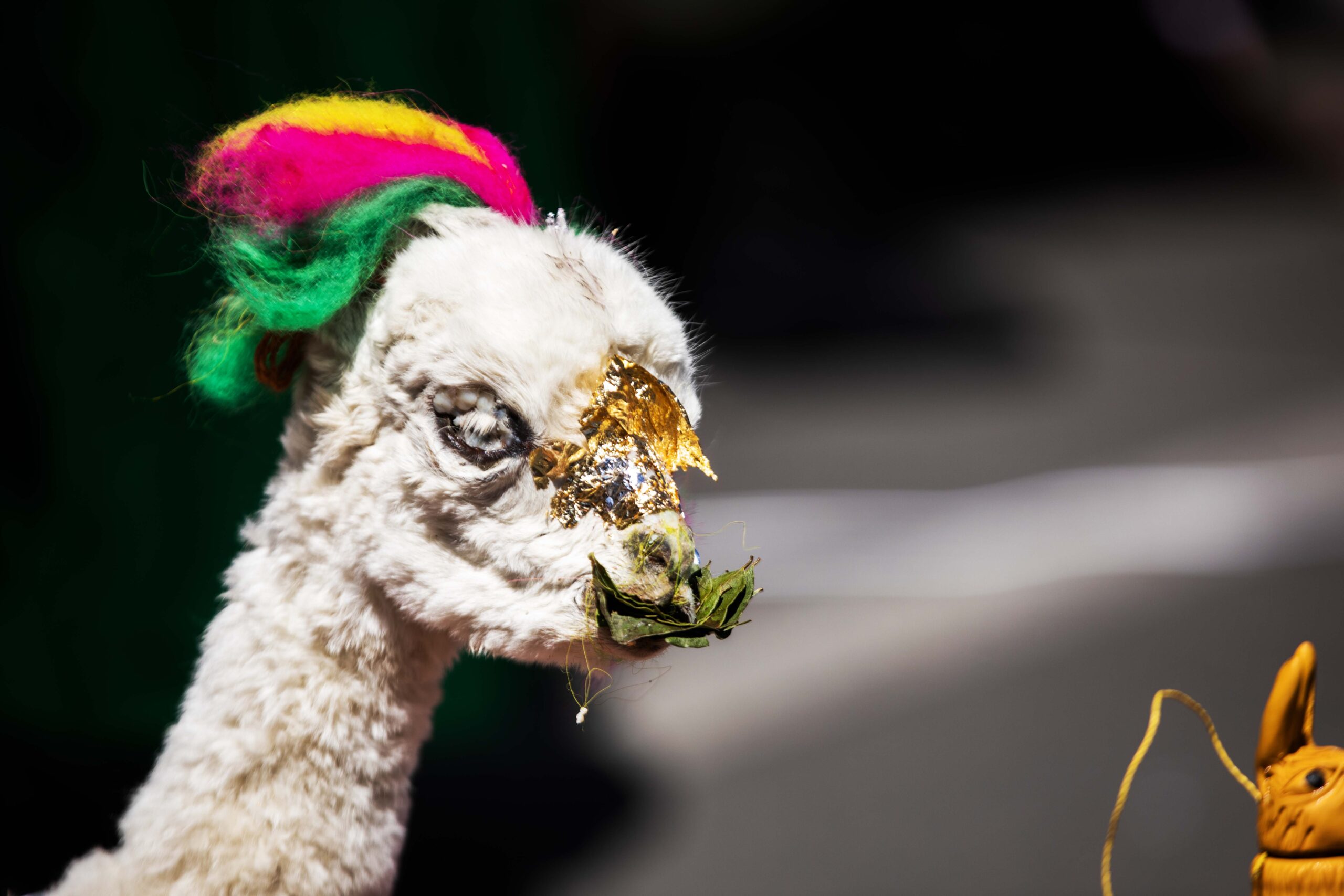 ACULLICO 2023 CANCI (1)