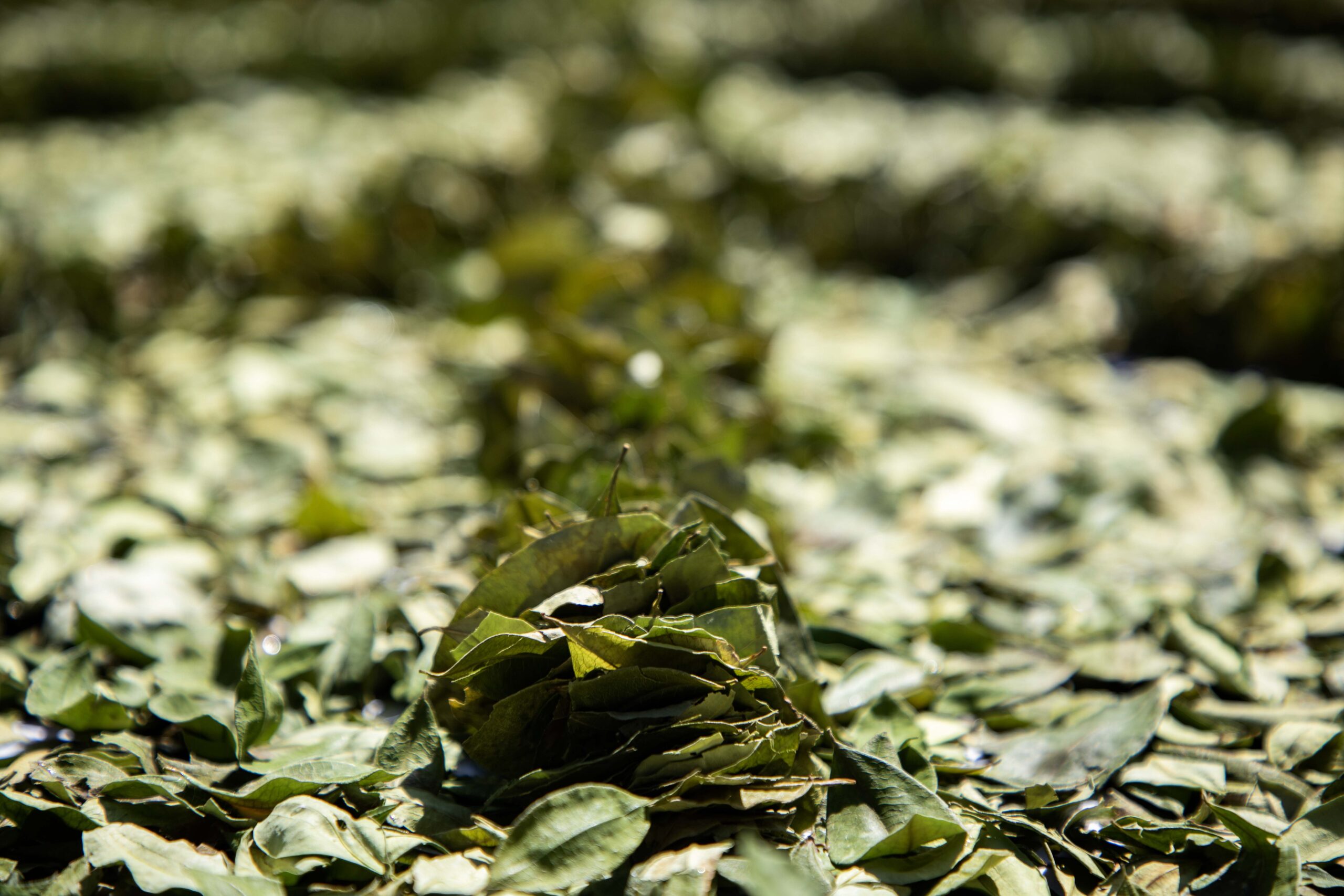 ACULLICO 2023 PRESI (1)